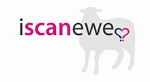 I Scan Ewe – Sheep scanning Victoria and South Australia